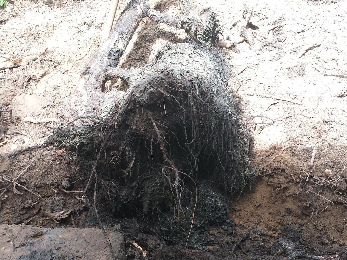 A dense mass of tree roots dug out of the sandy ground at a septic system
